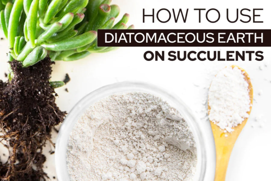How to Use Diatomaceous Earth on Succulents, natural pest control for succulents