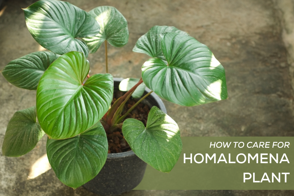 How to Care for Homalomena Plant