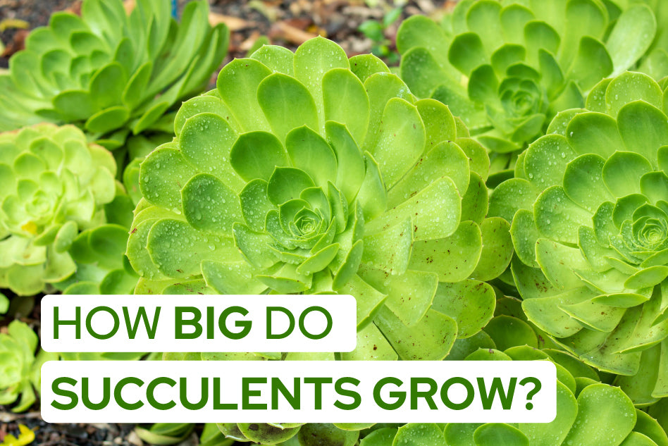 How Big Do Succulents Grow, A Guide to Succulent Growth Sizes