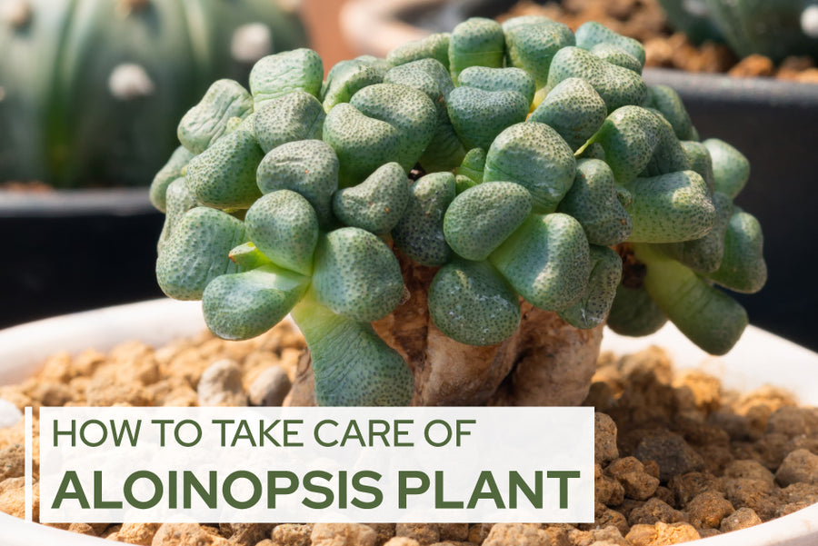How to care for Aloinopsis Plant, Succulent Care Guide