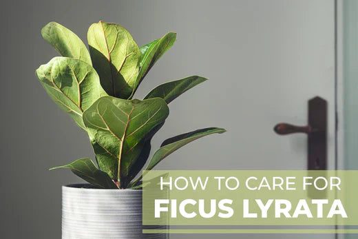 How to Care for Ficus Lyrata