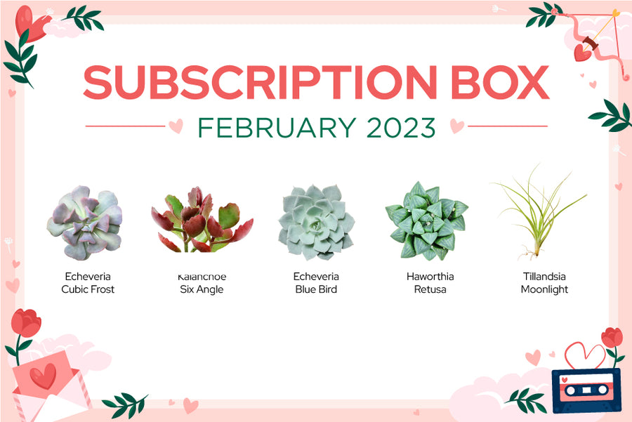 February Subscription Box, Succulents Subscription Box for Sale Online