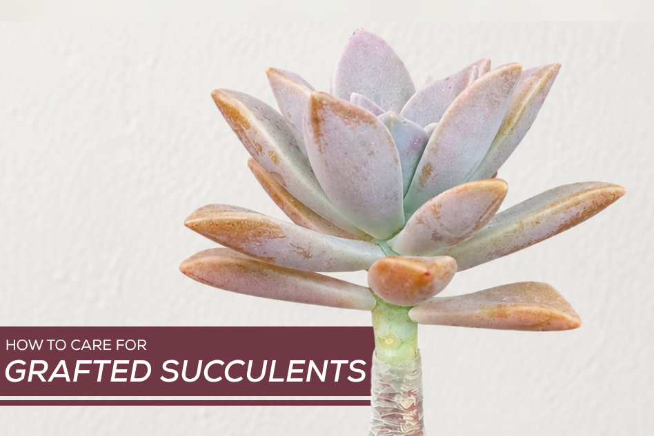 How to Care for Grafted Succulents