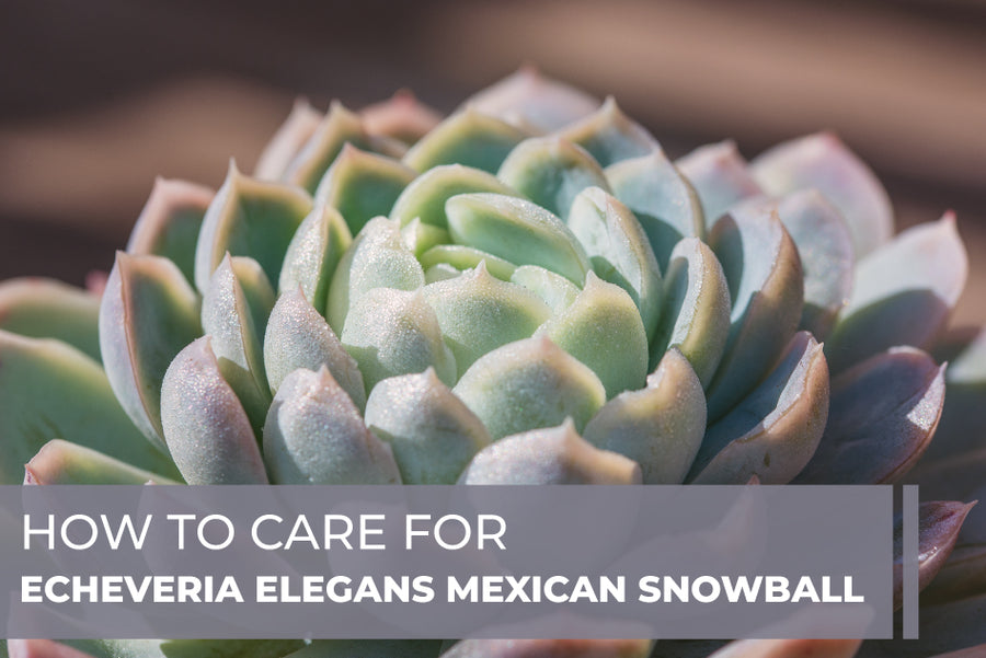 How to Care for Echeveria Elegans Mexican Snowball, Succulent Care Guide