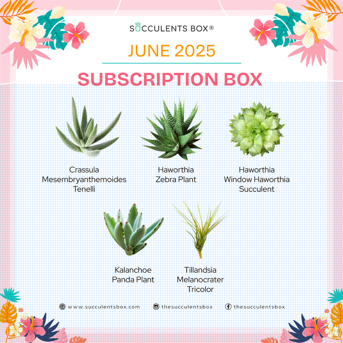 June 2025 Box