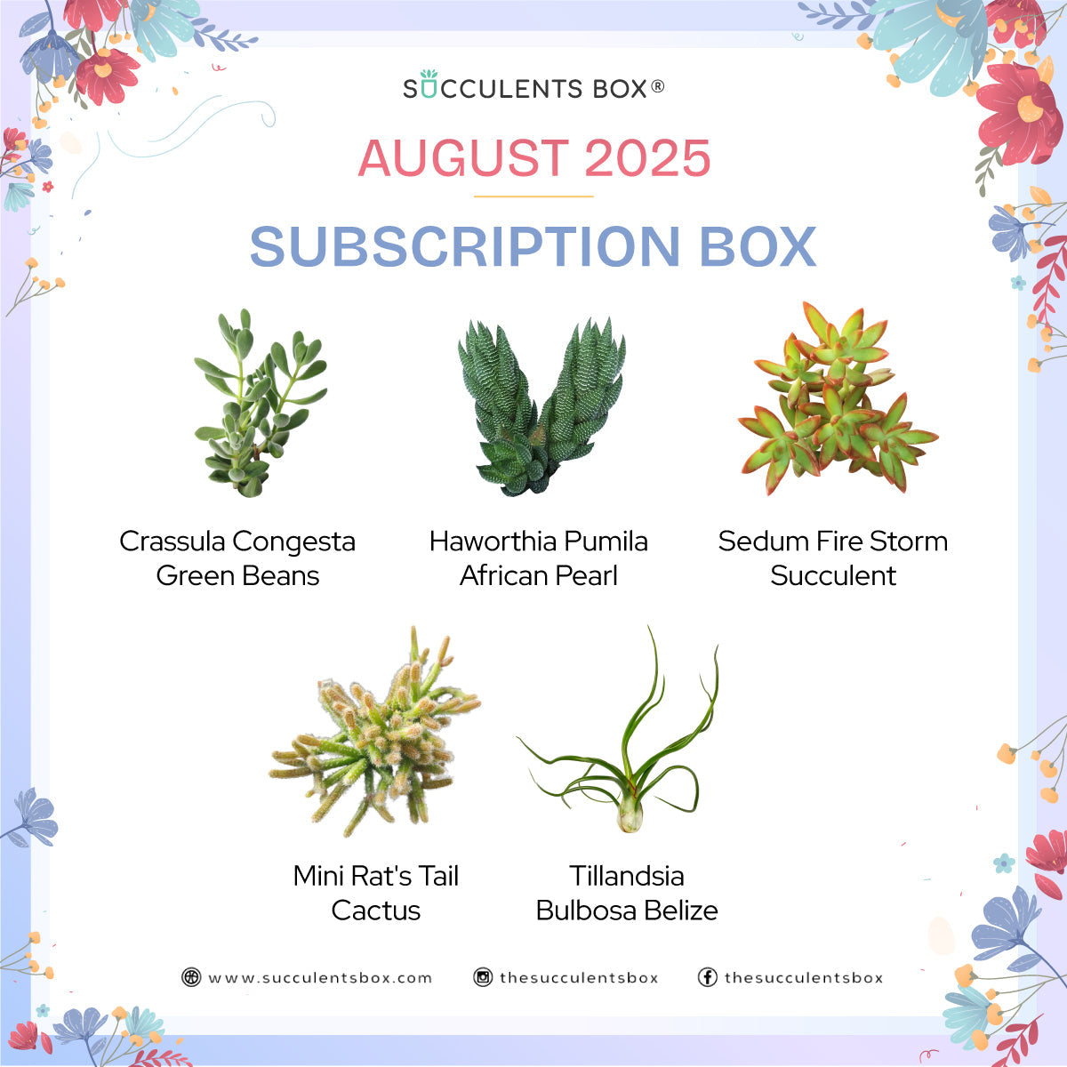 August 2025 Box