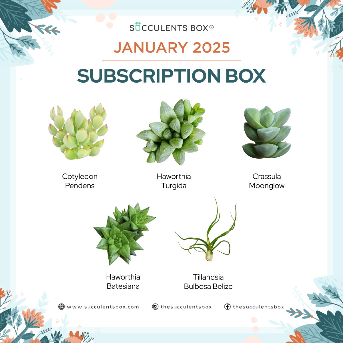 January 2025 box