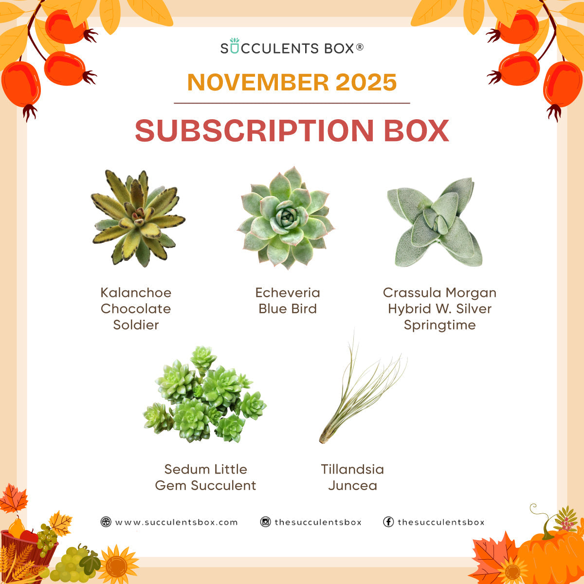 November 2025 Box