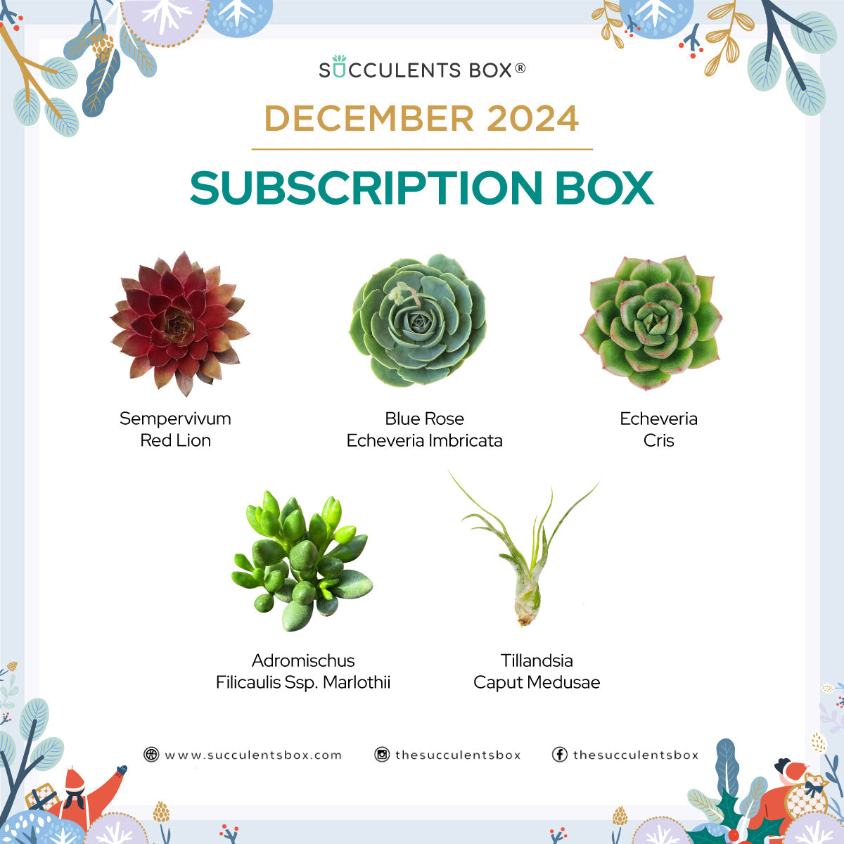 December 2024 Box