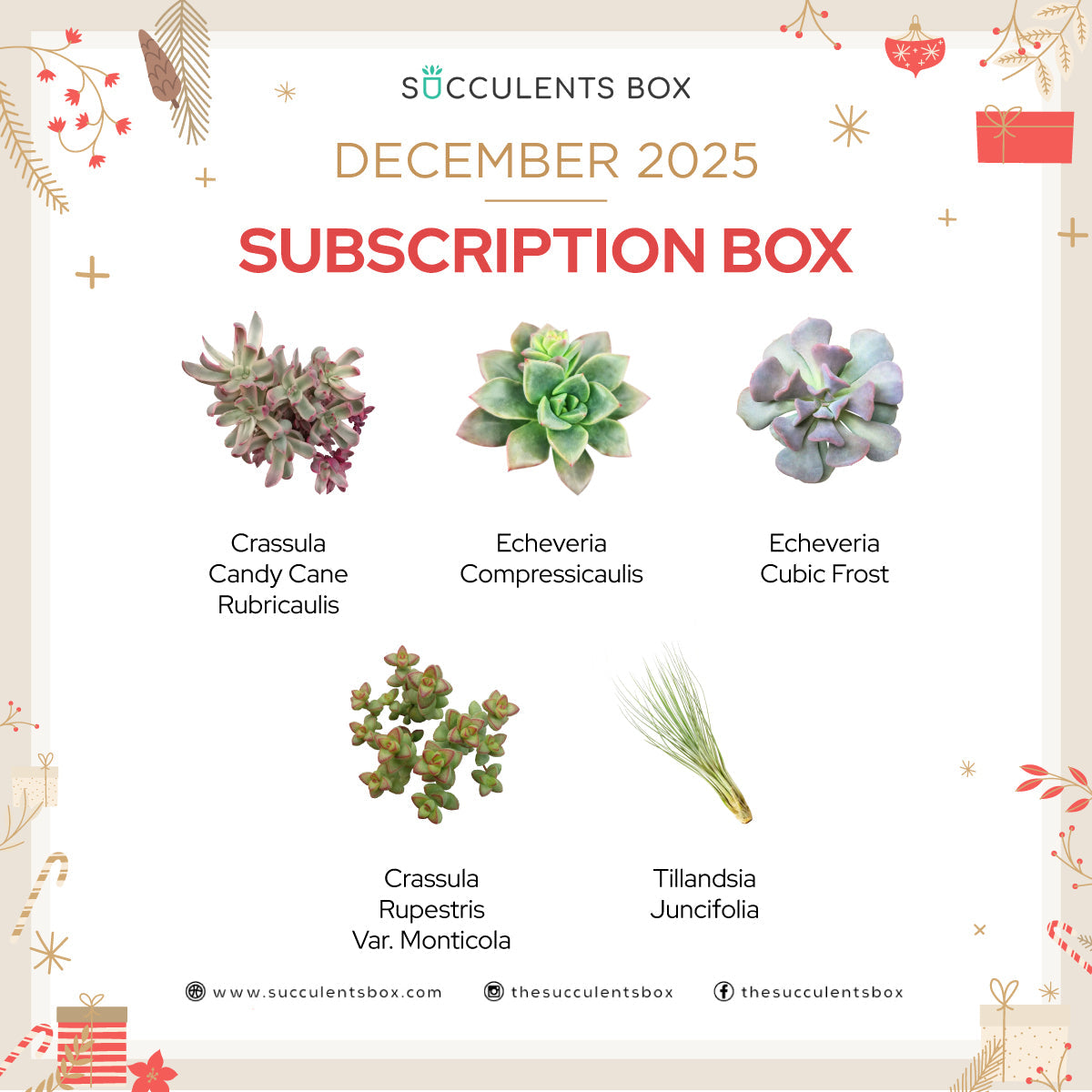 December 2025 Box