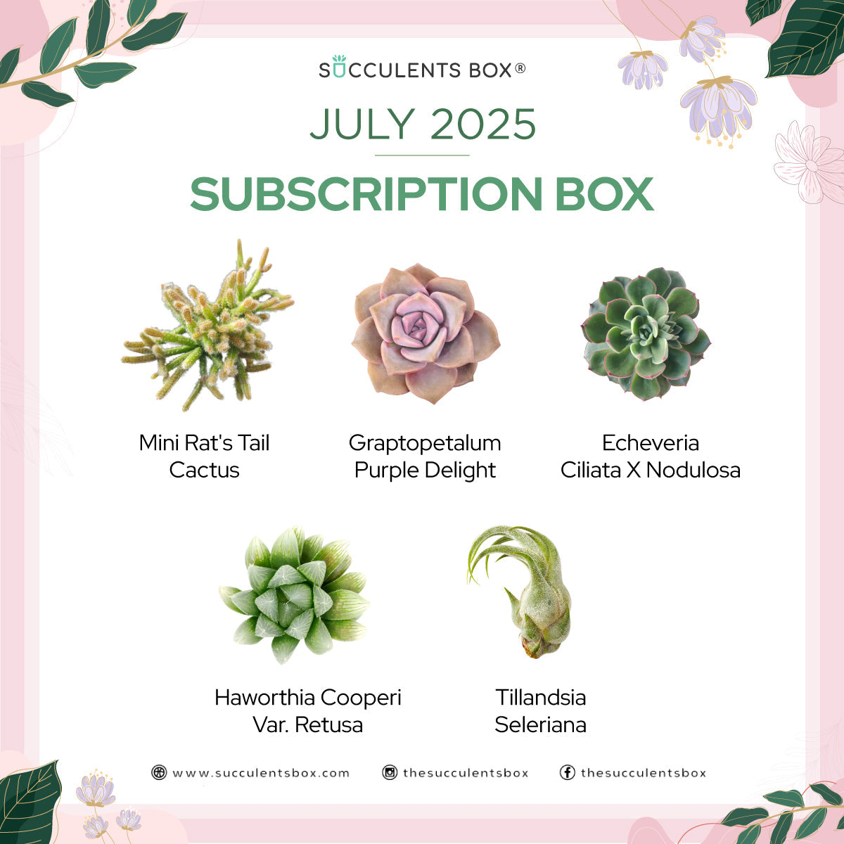 July 2025 Box