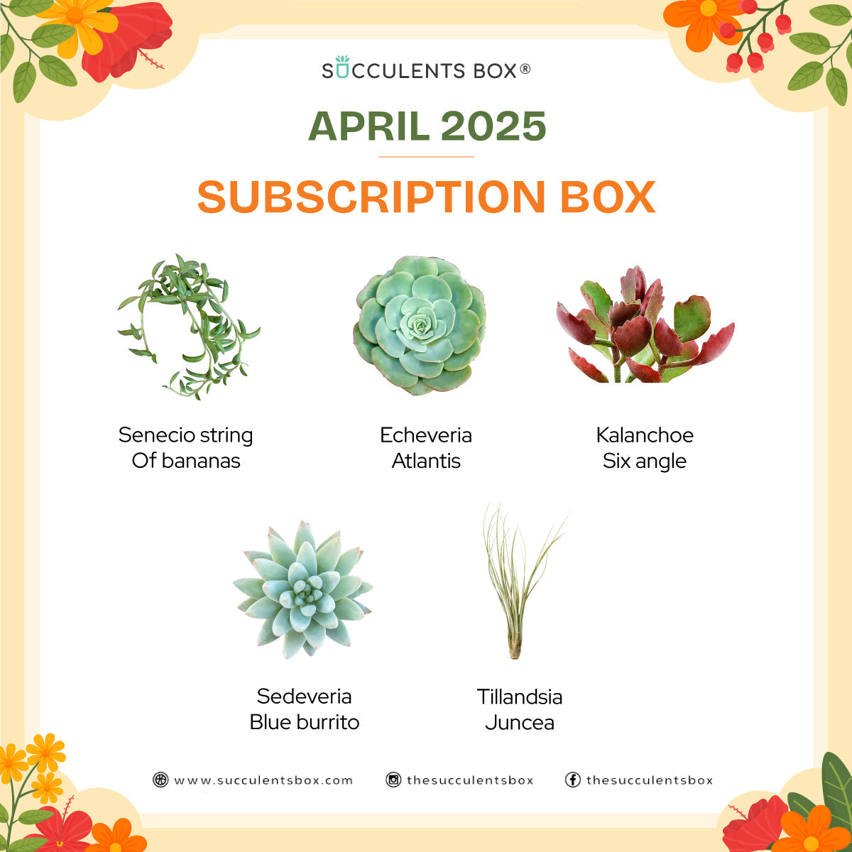 April 2025 Box