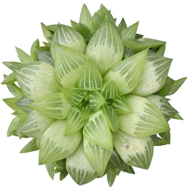 Indoor Succulents
