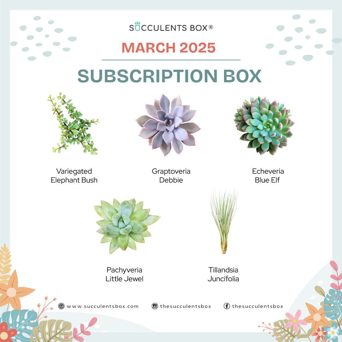 March 2025 Box