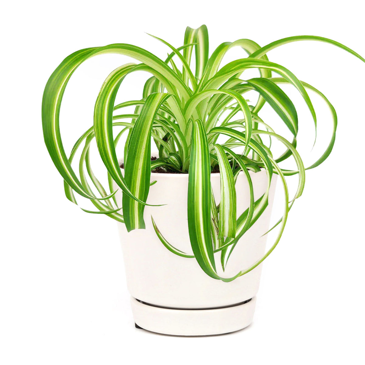 Houseplants