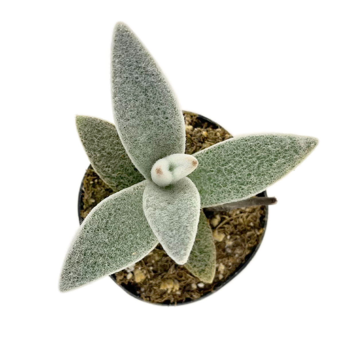 buy kalanchoe polar bear - kalanchoe eriophylla live succulent 2 inch online, silvery-white velvety fuzzy leaves, compact low mounding rosette form, frost-covered snowy foliage appearance, drought tolerant easy care succulent, minimalist bohemian win