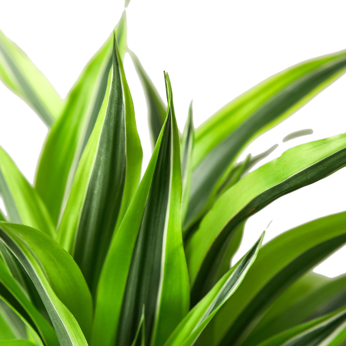 4" pot dracaena 'lemon lime' live houseplant for sale, compact starter plant with vivid citrus-toned variegated foliage, narrow upright growth habit ideal for desks and shelves, slow growing tropical evergreen with glossy leaf texture, bright indirect light lover with forgiving care needs, a fresh pop of color for contemporary home decor, a delightful gift for new plant parents or office spaces