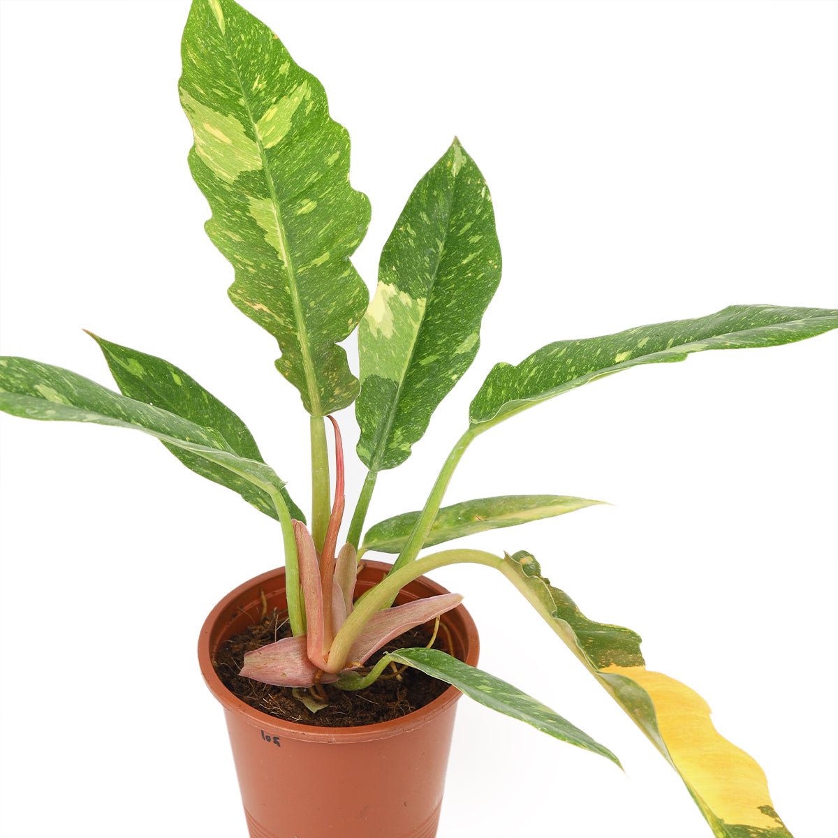 buy philodendron ring of fire live houseplant 4 inch online, fiery multicolor serrated leaves with unpredictable cream and orange streaks, no two leaves identical making each plant unique, humidity-loving tropical houseplant in grower pot, upright architectural silhouette, dramatic focal point for bright indoor spaces, stunning rare plant gift for collectors