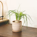 buy palm ponytail live houseplant 8" pot black eco pot online, spectacular mature succulent tree with a dense fountain of long dark green leaves and a prominent water-storing caudex, upright architectural form, thrives in direct or bright indirect light, drought tolerant and long-lived, an unforgettable floor plant gift for any home