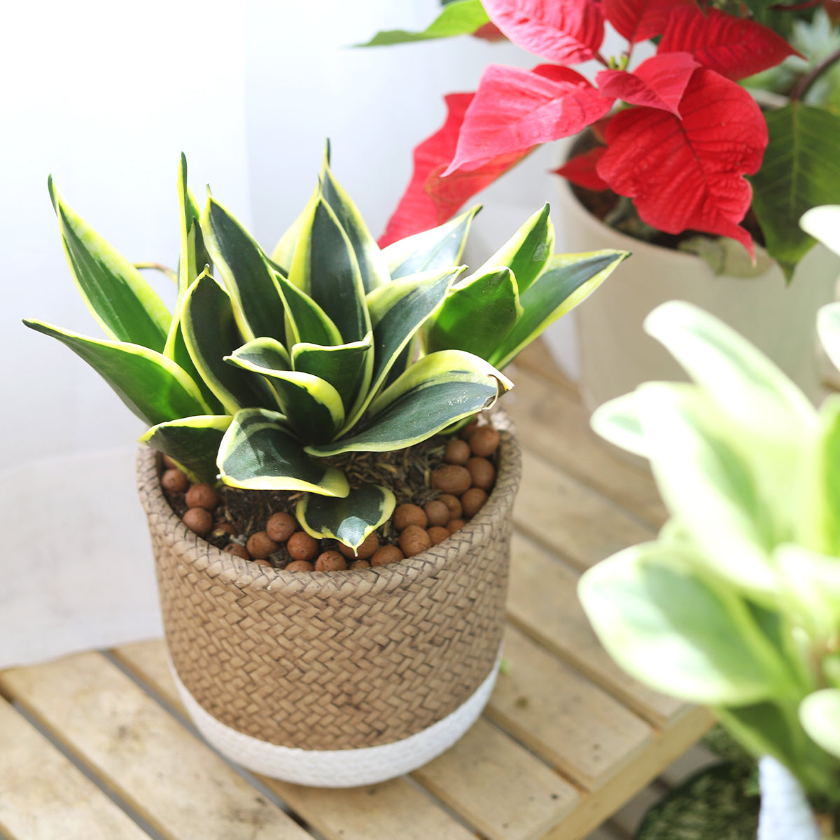 buy snake plant black gold sansevieria live houseplant 2" pot online, deep green nearly black sword-shaped leaves with vibrant golden yellow margins, upright clumping architectural form, glossy thick foliage, low-light tolerant and drought hardy, bold modern accent for minimalist home decor, a thoughtful low-maintenance plant gift