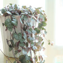 buy string of hearts ceropegia woodii live succulent 6" pot online, show-stopping full trailing plant with long cascading silver-marbled heart leaves and visible aerial tubers, beginner friendly yet collector worthy, dramatic boho hanging accent for any room, an unforgettable gift for plant enthusiasts