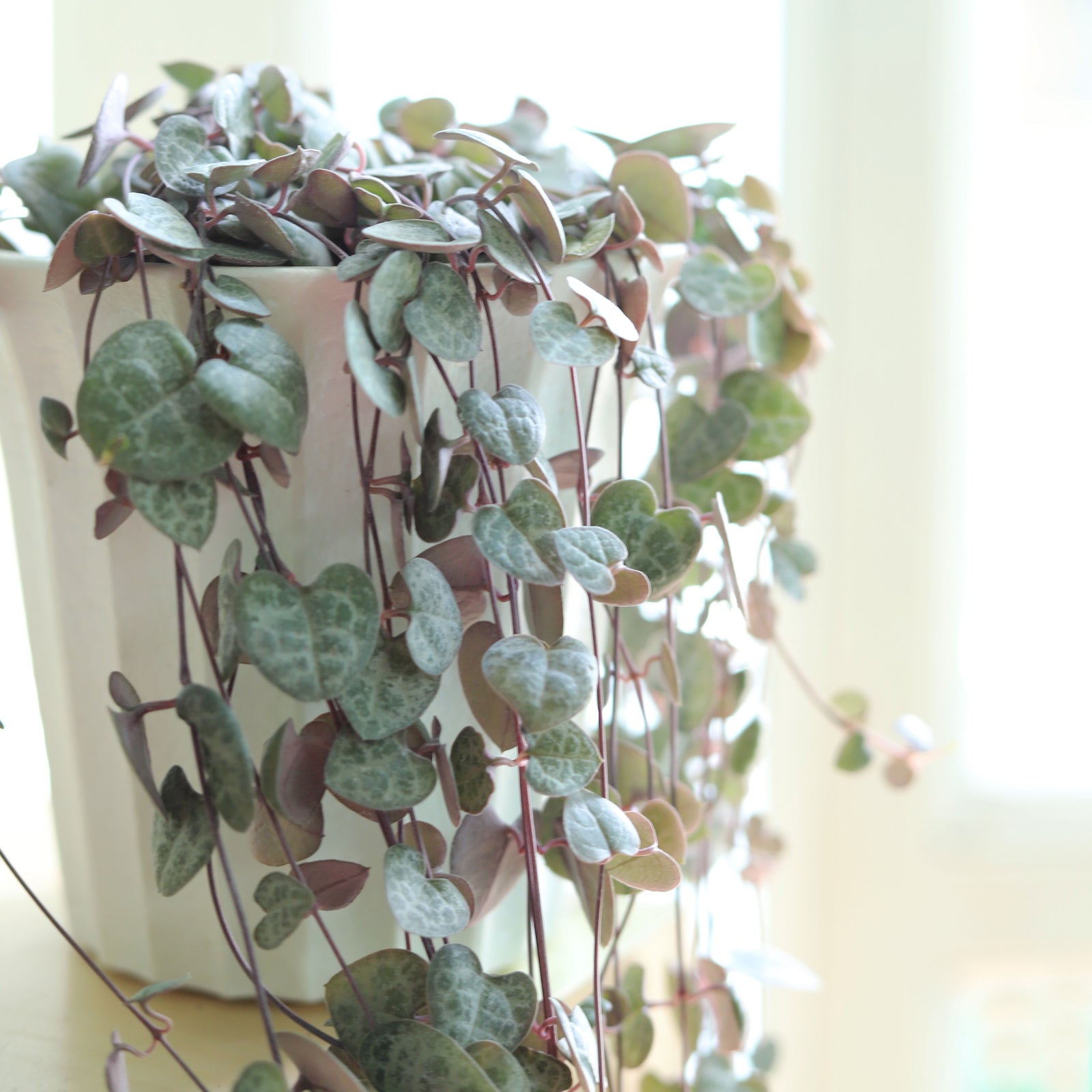 4" pot string of hearts ceropegia woodii live succulent for sale, fleshy green and silver variegated foliage on slender trailing stems, fast growing vining habit, adds whimsical curtain effect to any shelf, ideal gift for plant lovers