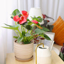 6" pot anthurium 'red' live plant for sale, black cylinder pot, richly colored red spathe, deep glossy heart-shaped foliage, healthy tropical growth form, year-round blooming air purifier, a sophisticated statement plant for contemporary home decor, an inspired gift for any occasion