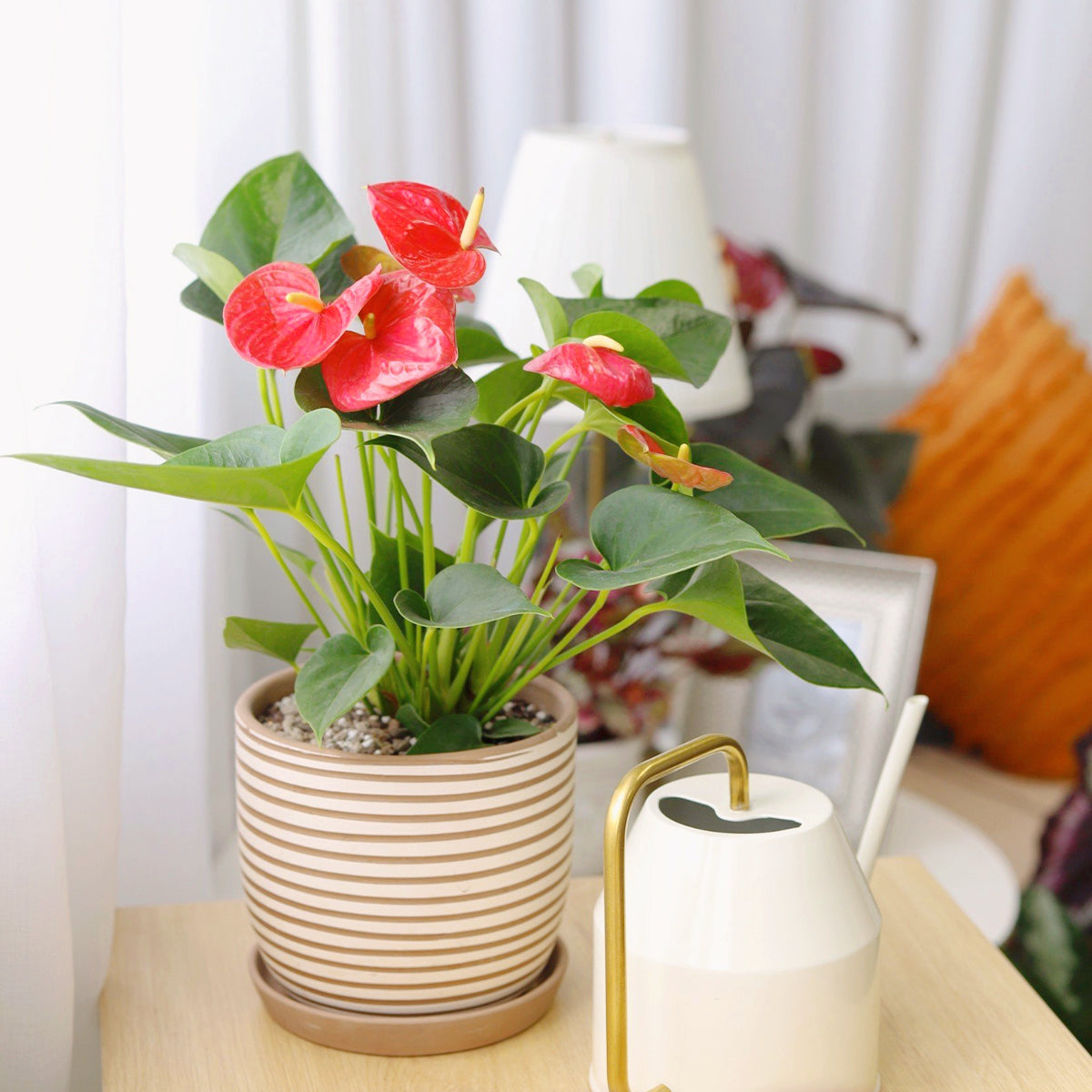 buy anthurium 'red' live plant 4" pot online, vivid red waxy spathe, glossy heart-shaped leaves, upright compact form, long-lasting tropical blooms, bold statement on a desk or shelf, a vibrant gift for plant lovers