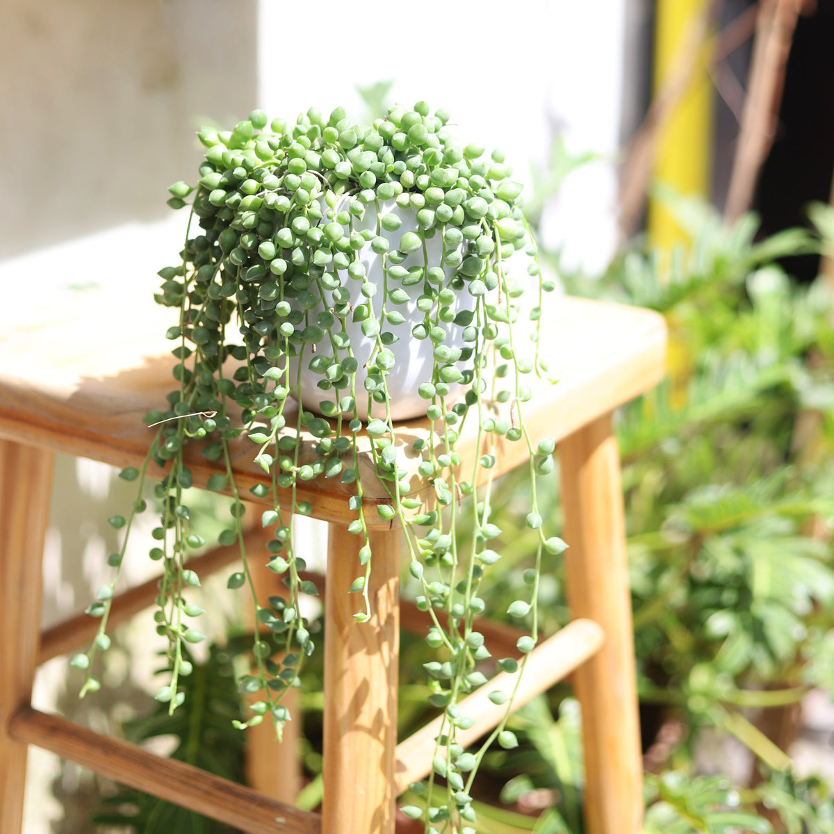 best place to buy hanging trailing succulent plant, string of tears fully rooted for sale online