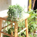 String of Tears Senecio Herreianus Succulent for Sale, How to care for String of Tears, String of Beads Succulent Plant with Care Guide, How to grow hanging succulent, Growing tips for the String of Tears Succulent