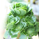 4 inch aeonium green platters - aeonium undulatum live succulent for sale, vibrant emerald green rosette in bamboo pot, flat wide platter silhouette with waxy leaf texture, upright stem growing habit, drought tolerant and easy to maintain, stunning a
