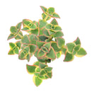 4 inch calico kitten crassula - crassula pellucida f. variegata live succulent for sale, dainty trailing succulent with colorful calico-inspired variegated foliage in pink cream purple and green, long arching stems up to 12 inches create a cascading spilling effect, low maintenance and pet safe for worry-free indoor display, thrives in bright indirect light with dry well-draining soil, a beautiful bohemian decor element for baskets shelves or outdoor patios, an unforgettable and unique plant gift for any oc
