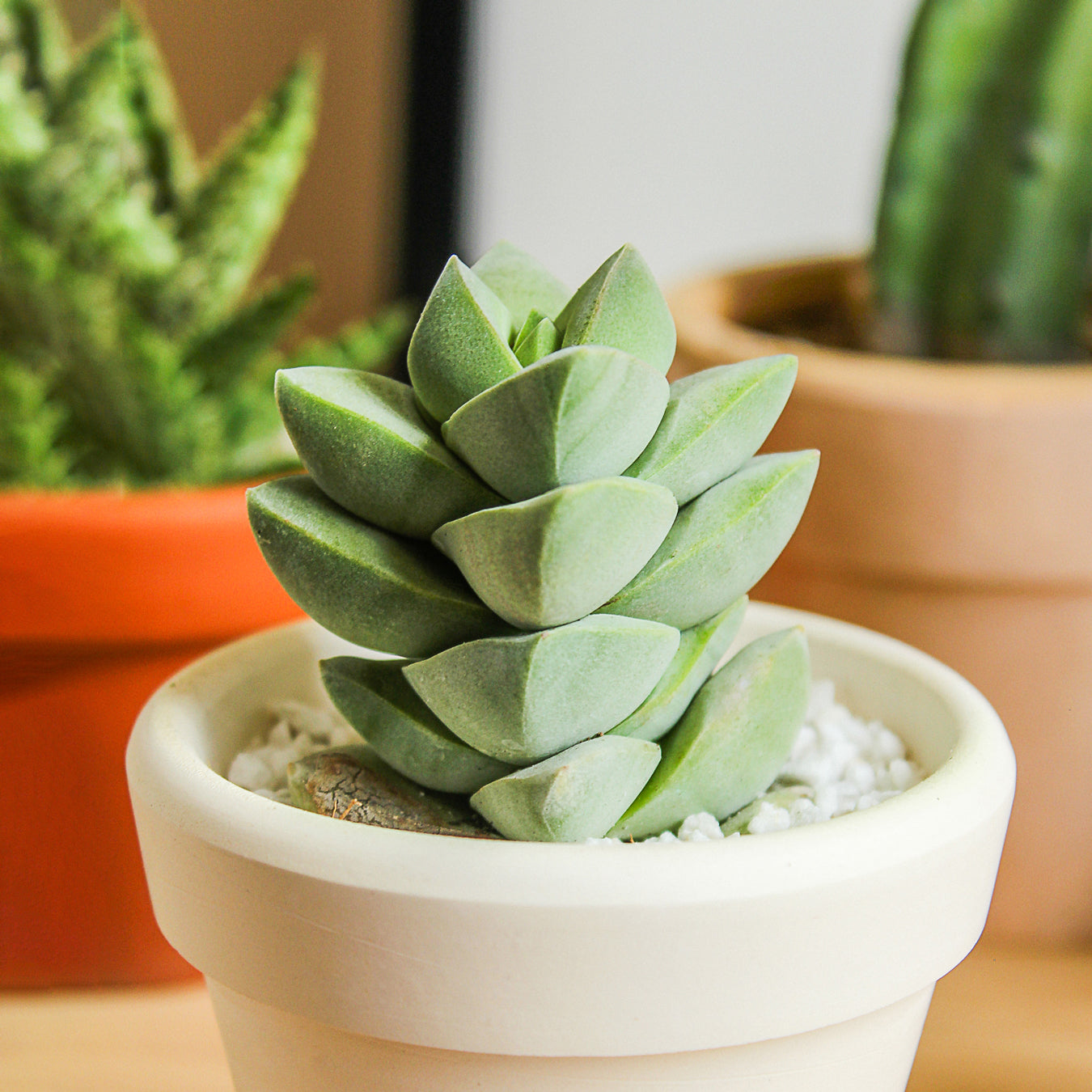 buy crassula moonglow succulent live succulent 2 inch online, silvery gray-green stacked column leaves covered in fine velvet fuzz, upright compact growth form, slow-growing drought-tolerant hybrid crassula, architectural statement plant for modern home decor, thoughtful gift for succulent collectors