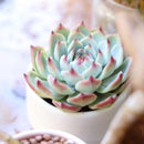 2 inch echeveria tippy pink succulent live succulent for sale, white modern pot with full top-view of lush rosette showing soft pastel gradient from blue-green to vivid rosy pink tips, powdery iridescent farina coating