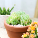 Haworthia Cooperi for sale, succulents shop in California, how to grow succulents, monthly succulents, indoor succulents, succulent care tips, succulent care, succulent subscription, cactus, Haworthia Cooperi in California, How to grow Haworthia Cooperi. indoor succulents