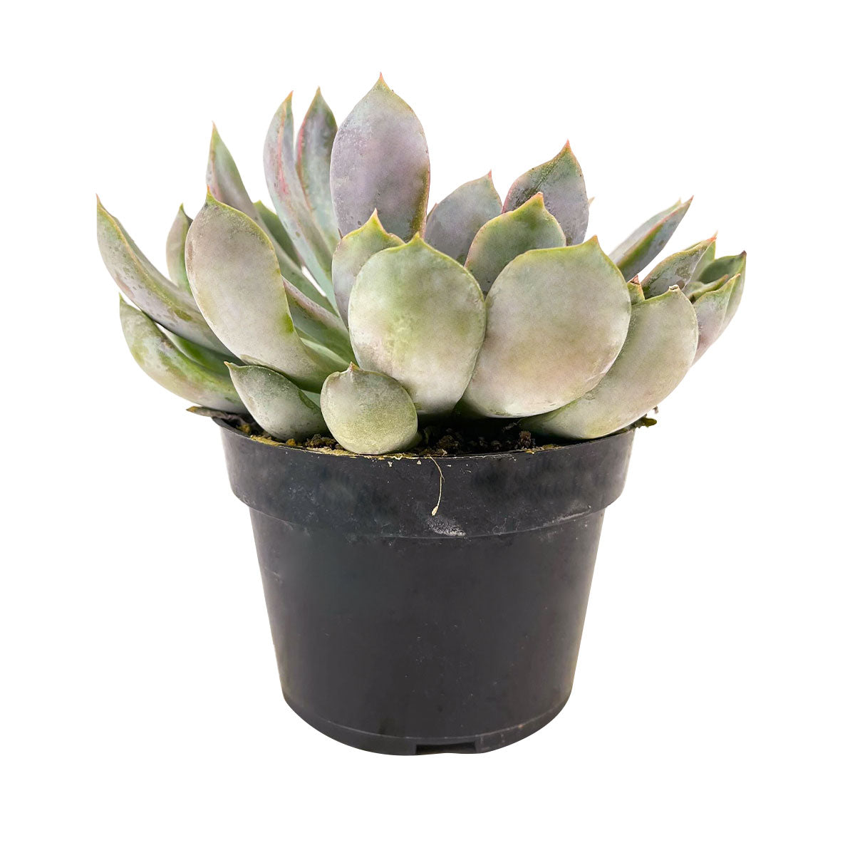 buy echeveria 'summer' live succulent 4 inch online, dense tight rosette silhouette, plump succulent leaves with soft pink highlights, architectural form and vivid coloration, pet friendly and easy care, stunning housewarming or birthday gift
