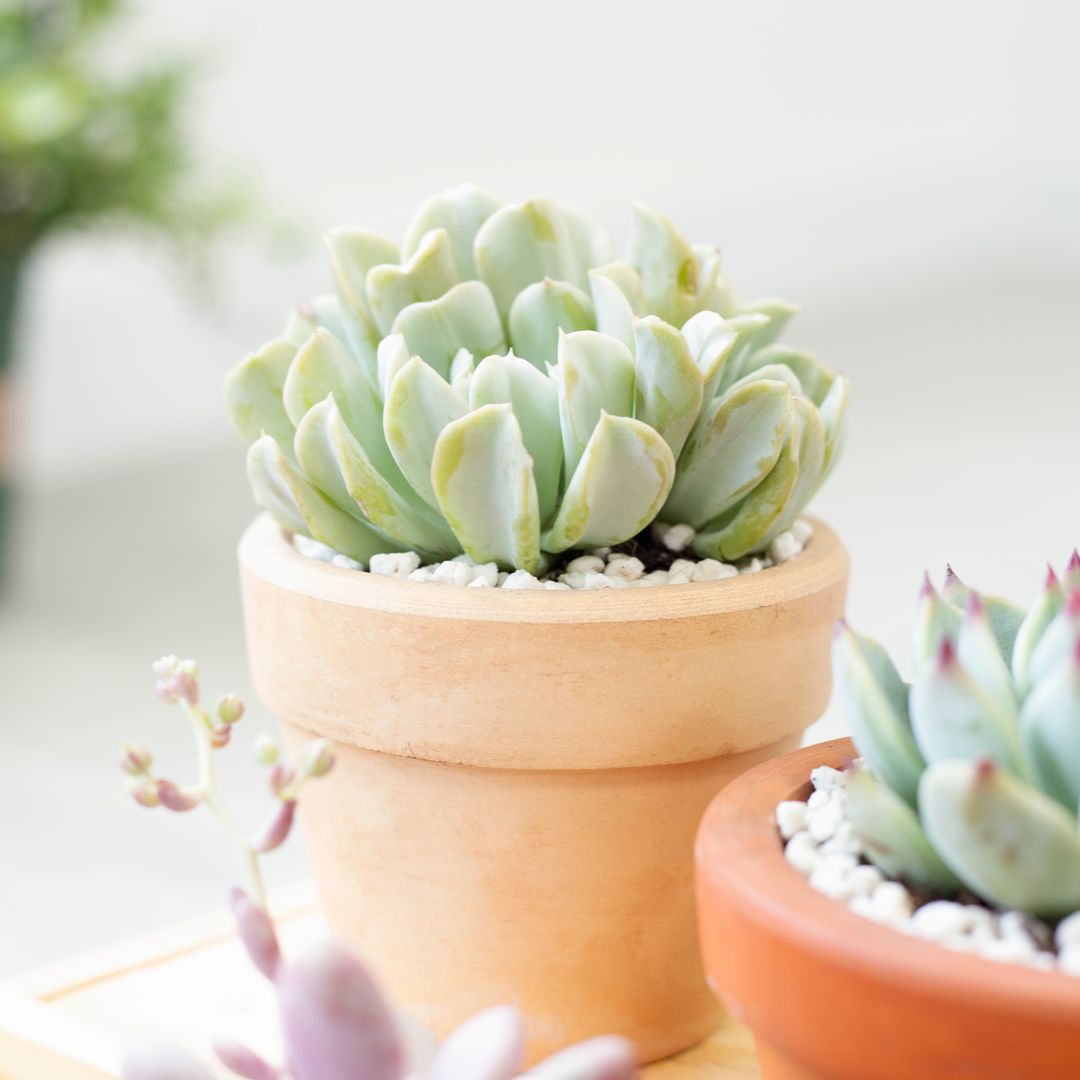 buy echeveria runyonii topsy turvy live air plant 2 inch online, powdery blue-gray rosette with curled upward-twisting fleshy leaves, compact stemless form, farina-coated silvery leaf surface, low-maintenance drought-tolerant succulent, architectural desk accent, perfect succulent gift for plant lovers