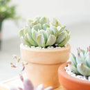 2 inch Echeveria runyonii 'Topsy Turvy' for sale. Echeveria runyonii 'Topsy Turvy' is admired for its distinctive twisted foliage and compact growth habit. It grows best in full sun to bright, indirect light and requires infrequent watering. This eye-catching succulent is ideal for beginners and collectors alike.