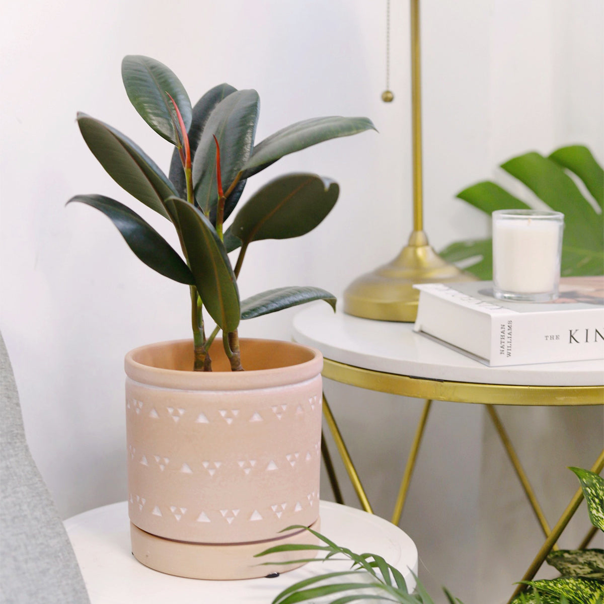 4" pot ficus elastica 'burgundy' - burgundy rubber plant live houseplant for sale, thick leathery leaves in deep burgundy with purple stem highlights, evergreen tropical tree indoors, thrives in bright indirect light, excellent air-purifying qualities, a timeless architectural addition to minimalist interiors, treasured gift for plant collectors