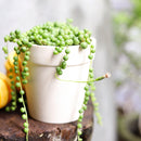 String of pearls for sale, how to grow succulents, succulent plant, succulent care guide, indoor succulents, monthly succulents, succulent care tips