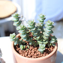 buy string of buttons - crassula perforata live succulent 2 inch online, blue-green leaves with warm reddish-pink leaf margins intensifying in bright light, spiraling button-like leaf pairs stacked along branching stems, compact yet sprawling growth form, drought-hardy and easy to propagate from cuttings, charming architectural accent for rock gardens or mixed planters in a clay pot, inspired and personal gift for succulent enthusiasts of all levels