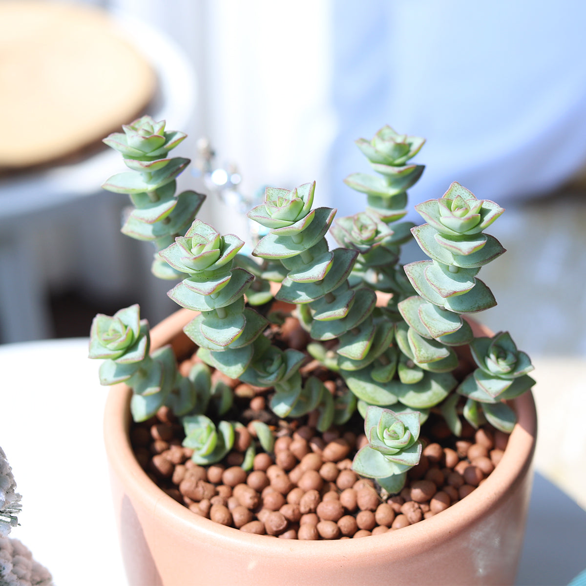 buy string of buttons - crassula perforata live succulent 2 inch online, gray-green stacked triangular leaves with rosy pink edges, spiral button-like growth pattern, upright then trailing stems, drought tolerant low maintenance succulent, architectural accent for windowsill or shelf display, charming succulent gift for plant lovers in a plastic pot