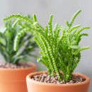 buy crassula watch chain - crassula muscosa live succulent 2 inch online, distinctive moss-like branching stems with tightly packed scale leaves, light green to bronze-tipped coloring depending on light exposure, compact then cascading growth habit over time, suited for terrariums open-air rock gardens and small containers, architectural statement piece for any indoor plant display, thoughtful and unique succulent gift for any occasion