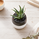 Nyla Pot