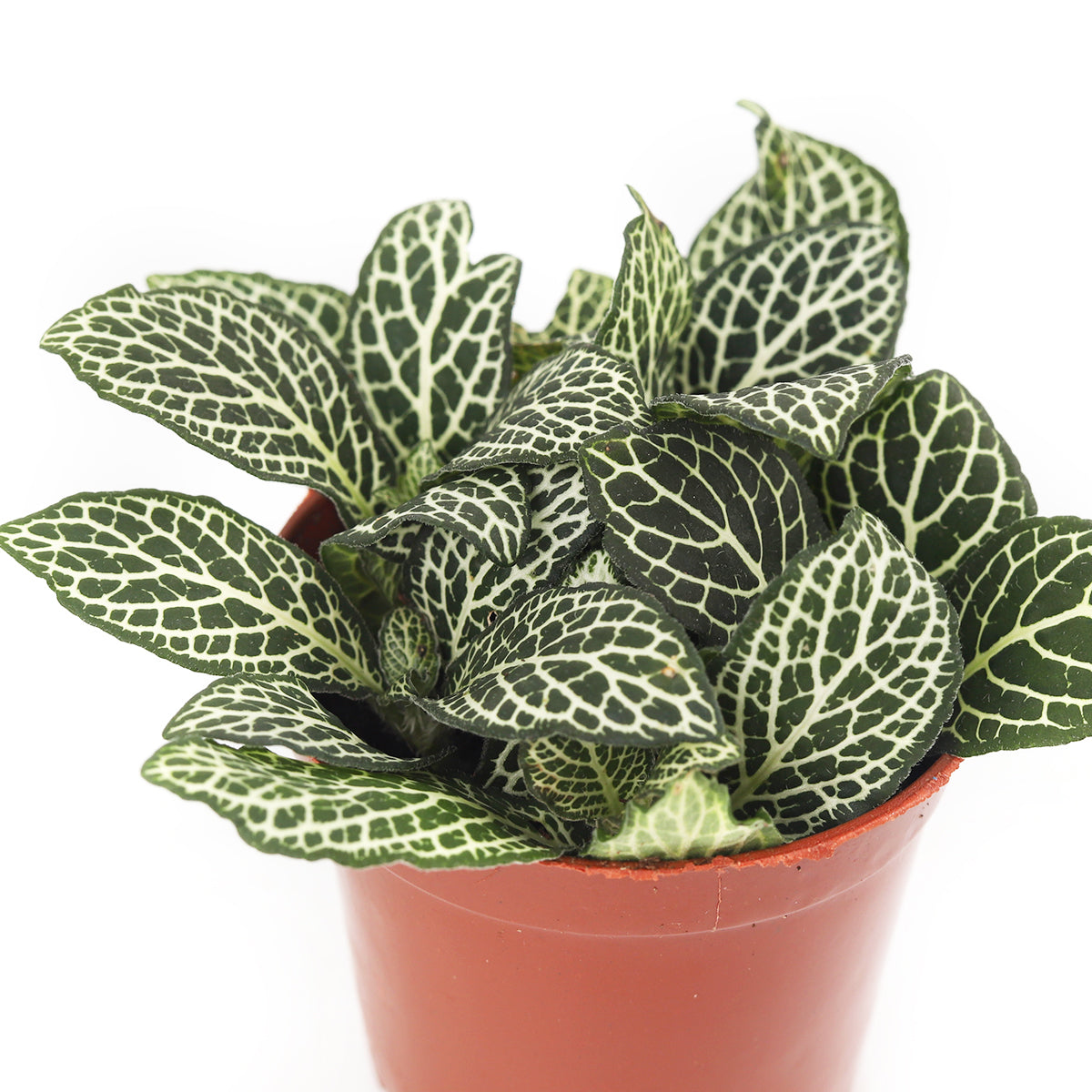 buy Fittonia 'White Nerve Plant' live houseplant 3" pot online, dainty creeping tropical with deeply veined white-on-green foliage, shade tolerant and fluorescent light friendly, slow-growing and easy to keep compact with light pruning, ideal for terrariums and small humid corners, brings a rainforest vibe to any indoor space, a sweet and safe gift for any occasion