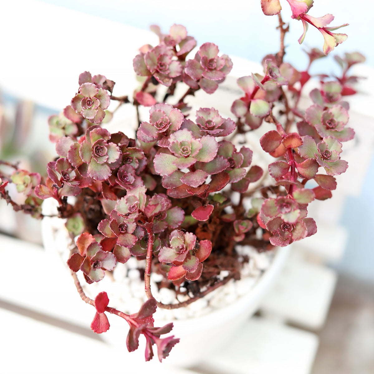 Dragon's Blood Sedum Succulent, Succulent Plant for sale, buy succulent online, Holiday decor ideas, Succulent gifts