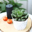Birch Pot with Zinc, Natural Birch Bark Covered Zinc Planter Pot, White Birch Bark with Zinc, Small Birch Pot with Zinc, Birch Pot with Zinc 3.75" x 3", Rustic Designed Birch Pot with Zinc