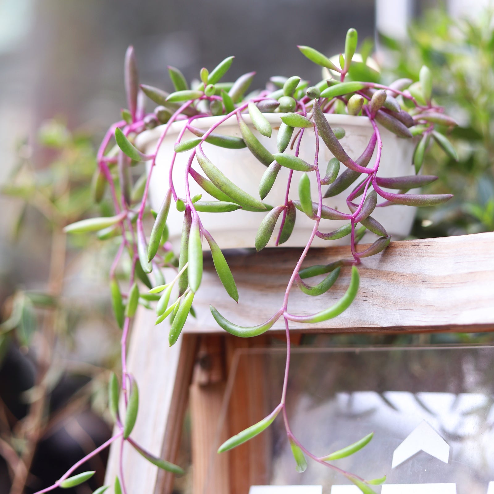 buy ruby necklace succulent - othonna capensis live succulent 2 inch online, vibrant ruby-red and green bean-shaped fleshy leaves, trailing cascading purple-red stems, drought tolerant and easy care