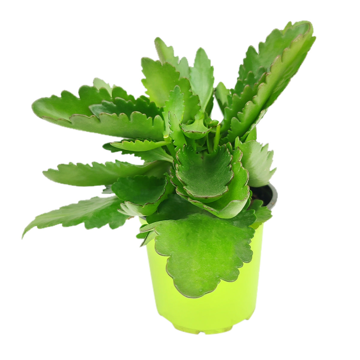 6" pot kalanchoe blossfeldiana 'calandiva pink' live succulent for sale, voluminous clusters of double rose-like pink flowers, deep glossy green scalloped succulent leaves, compact upright multi-branched specimen, easy rebloom with short-day darkness