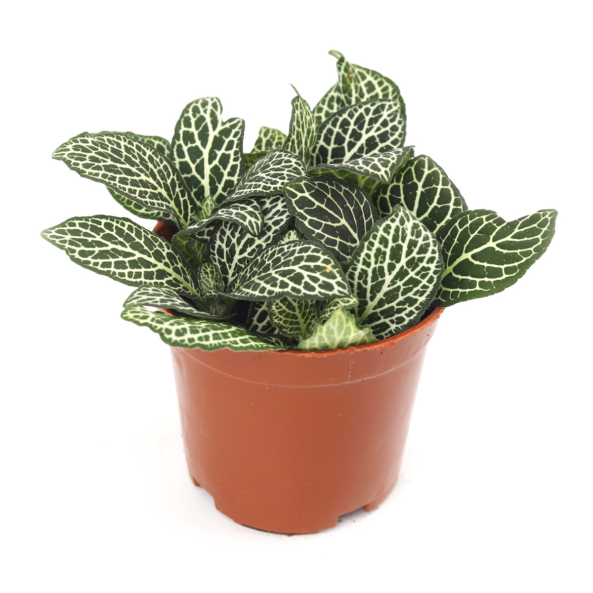 8" pot Fittonia 'White Nerve Plant' live houseplant for sale, mature spreading specimen with richly patterned forest green and white foliage, shallow-rooted low-growing form, prefers warm humid environments, slow-growing and long-lived houseplant, a dramatic statement plant for bathroom or kitchen shelving, an unforgettable gift for any plant collector